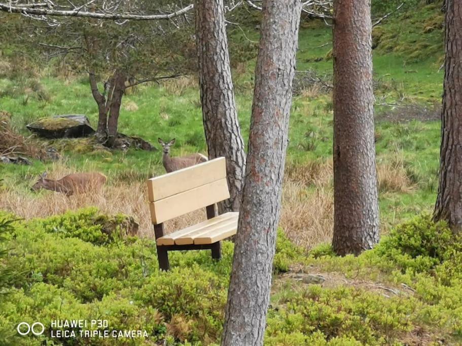 Alone In The Woods With Your Own River Nearby Fitjar Eksteriør bilde